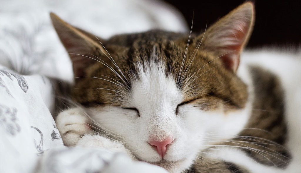 Teach Children About Pets