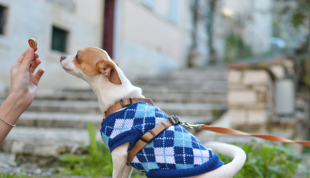 Teach Children About Pets