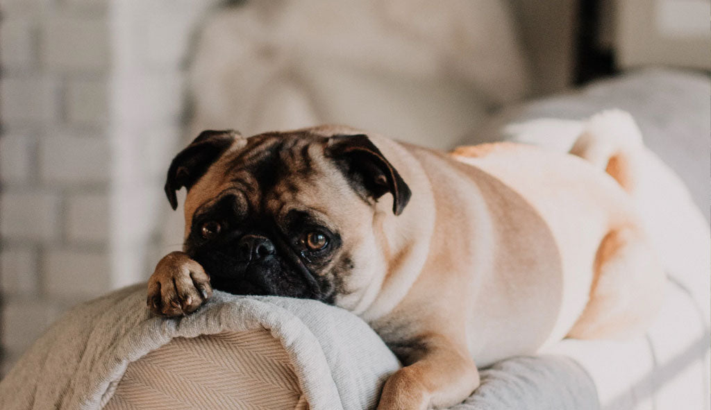 Teach Children About Pets